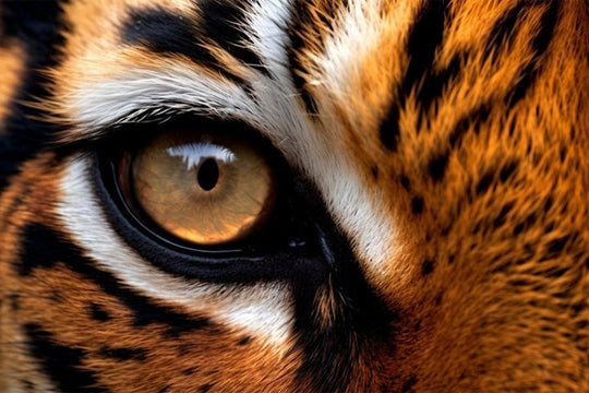 Regno Animale